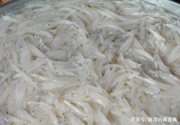 銀魚苗品質(zhì)差異影響因素：影響銀魚苗品質(zhì)的主要因素 其他寵物 第5張