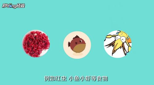 龍魚協(xié)會(huì)副會(huì)長(zhǎng)：龍魚協(xié)會(huì)副會(huì)長(zhǎng)是一位負(fù)責(zé)協(xié)調(diào)和管理的高級(jí)領(lǐng)導(dǎo)致力于推動(dòng)龍魚養(yǎng)殖業(yè)的發(fā)展 水族問答 第2張