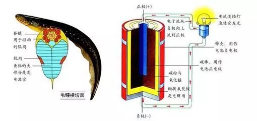 象鼻魚發(fā)電器官與其他生物比較：象鼻魚發(fā)電器官的進化歷程 其他寵物 第5張