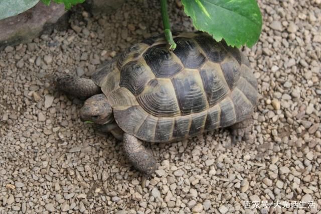 水族市場微顆粒飼料種類：不同品牌的微顆粒飼料及其特點(diǎn) 其他寵物 第2張