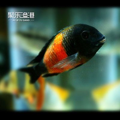 黃寬帶蝴蝶魚常見疫病類型：黃寬帶蝴蝶魚常見疫病類型：黃寬帶蝴蝶魚常見疫病類型 其他寵物 第4張