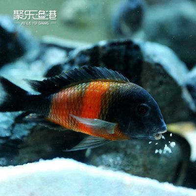 黃寬帶蝴蝶魚常見疫病類型：黃寬帶蝴蝶魚常見疫病類型：黃寬帶蝴蝶魚常見疫病類型 其他寵物 第3張