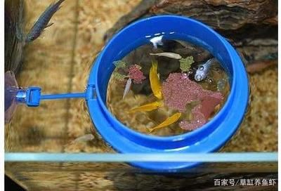 魚飼料對水質(zhì)影響分析：魚飼料對水質(zhì)的影響 其他寵物 第2張