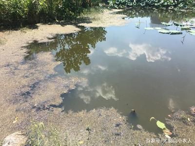 魚飼料對水質(zhì)影響分析：魚飼料對水質(zhì)的影響 其他寵物 第4張