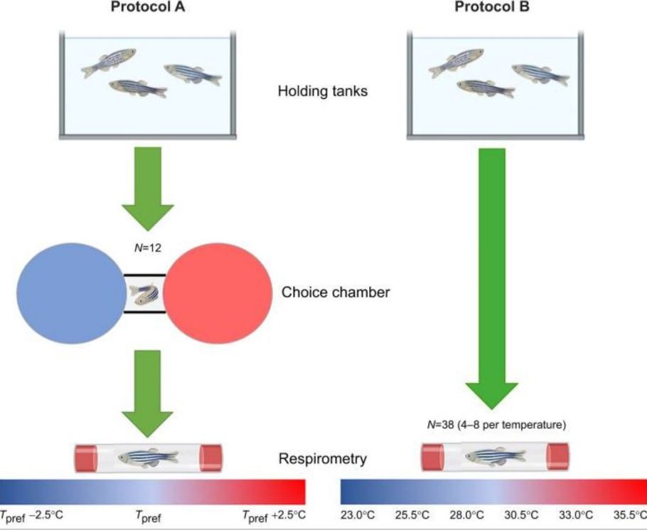 龍魚新缸開缸注意事項：龍魚新缸開缸技術(shù) 水族問答 第2張