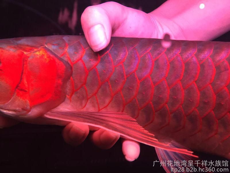 龍魚新缸開缸注意事項(xiàng)有哪些：龍魚新缸開缸時(shí)需要注意水質(zhì)、光照、噪音及換水等關(guān)鍵因素 水族問答 第1張