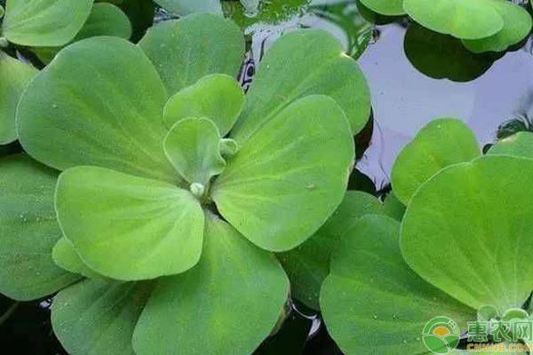 水生植物喂養(yǎng)效果對比：水生植物在魚池中的喂養(yǎng)效果對比