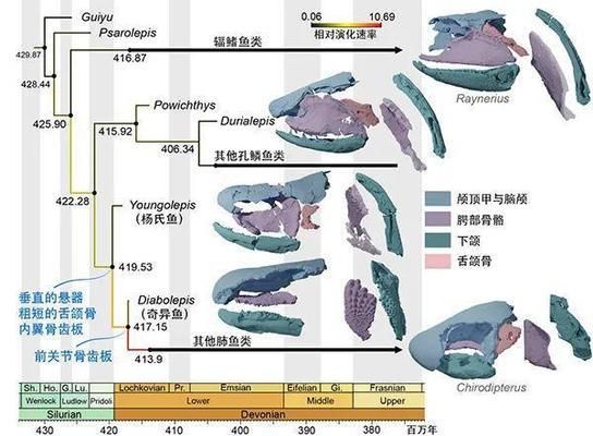 龍魚新入缸不開口什么原因造成的：新龍魚為何在剛放入魚缸時沒有開口呼吸，是因為水質(zhì)不適宜嗎？ 水族問答 第2張