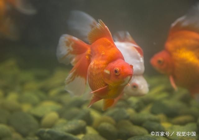 幼魚飼料選擇與搭配技巧：幼魚飼料品牌推薦,幼魚專用顆粒飼料購買，幼魚飼料搭配比例指南 其他寵物 第3張