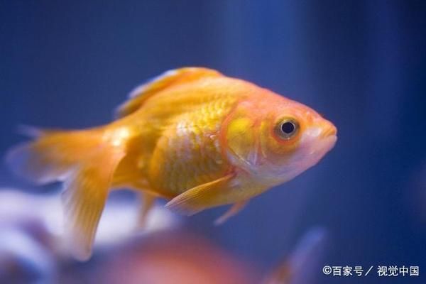 幼魚飼料選擇與搭配技巧：幼魚飼料品牌推薦,幼魚專用顆粒飼料購買，幼魚飼料搭配比例指南 其他寵物 第1張