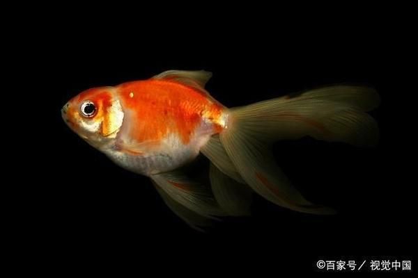 幼魚飼料選擇與搭配技巧：幼魚飼料品牌推薦,幼魚專用顆粒飼料購買，幼魚飼料搭配比例指南 其他寵物 第4張