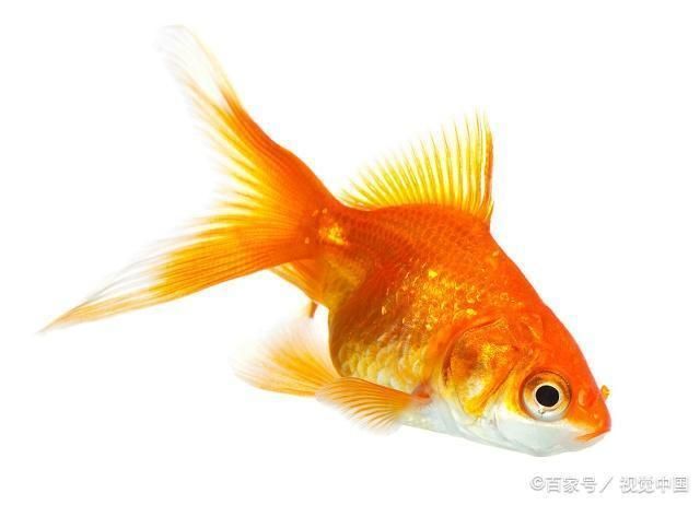 幼魚飼料選擇與搭配技巧：幼魚飼料品牌推薦,幼魚專用顆粒飼料購買，幼魚飼料搭配比例指南 其他寵物 第5張