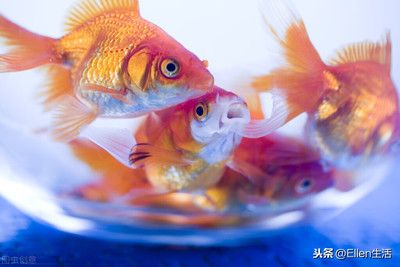 金魚與風(fēng)水的關(guān)系解析：金魚缸擺放的風(fēng)水禁忌 其他寵物 第4張