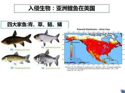 黑影道人魚繁殖難度分析：黑影道人魚繁殖后護理要點 其他寵物 第2張