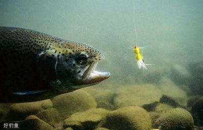 魚類行為對養(yǎng)殖影響：魚類的行為對養(yǎng)殖有著多方面的影響 其他寵物 第6張