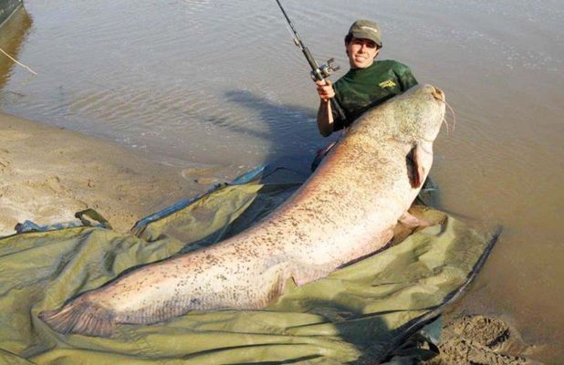 巨骨舌魚生活習(xí)性研究：力到強(qiáng)大的跳躍能力，這些特性，使它們巨能舌在極端條件下