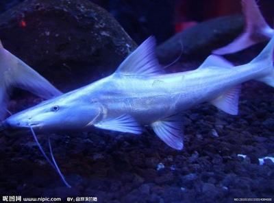 龍魚新入缸注意什么事項(xiàng)和禁忌：將新龍魚放入新的水族缸中需要注意以下幾點(diǎn)事項(xiàng)和禁忌 水族問(wèn)答 第2張