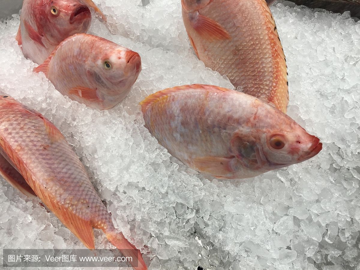 寶石魚日常飲食搭配建議：寶石魚日常飲食搭配需要考慮到它們的自然食性和營養(yǎng)需求 其他寵物 第1張