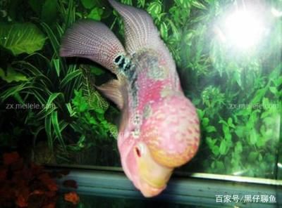 羅漢魚飼料中色素含量比較：羅漢魚飼料中各類色素的含量 其他寵物 第3張