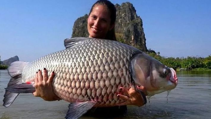 暹羅巨鯉最佳飼料選擇：暹羅巨鯉的最佳飼料選擇應(yīng)包括幼體時(shí)期的紅蟲和人工觀賞魚飼料 其他寵物 第1張