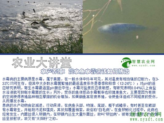 水霉病對(duì)魚苗生長的影響：水霉病對(duì)魚苗生長的影響及其防治方法 其他寵物 第5張