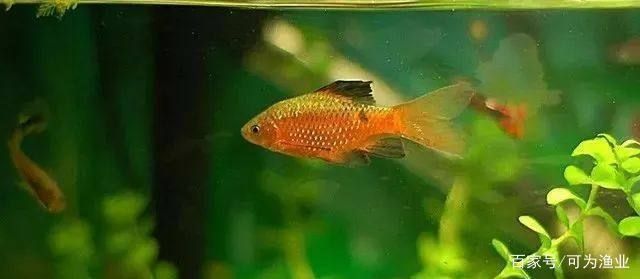 熱帶魚(yú)繁殖水溫控制技巧：熱帶魚(yú)繁殖期水溫控制技巧 其他寵物 第5張