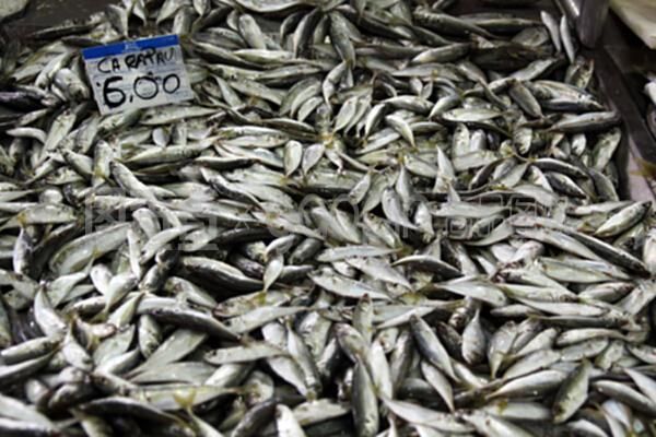 玉鯖魚食欲減退怎么辦：玉鯖魚食欲減退怎么辦玉鯖魚食欲減退處理方法 其他寵物 第1張