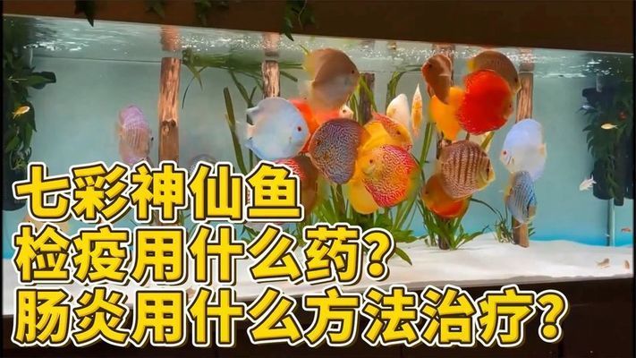 七彩神仙魚藥浴的具體操作：七彩神仙魚藥浴前后水質(zhì)管理 其他寵物 第2張