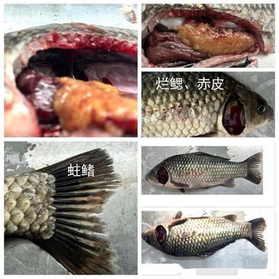 預(yù)防性魚藥使用方法：預(yù)防性魚藥使用方法是確保魚類健康和減少疾病發(fā)生的重要手段