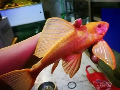 女王大帆魚飼料選擇指南：女王大帆魚夜行習性解析,異型魚專用飼料品牌推薦 其他寵物 第2張