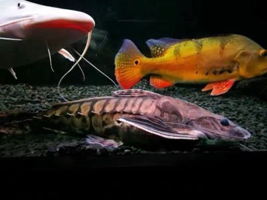 鐵甲武士魚(yú)繁殖餌料新鮮度判斷：如何判斷鐵甲武士魚(yú)繁殖餌料新鮮度 其他寵物 第1張