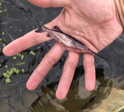 月光鴨嘴魚養(yǎng)殖環(huán)境要求：月光鴨嘴魚養(yǎng)殖技術(shù) 其他寵物 第4張