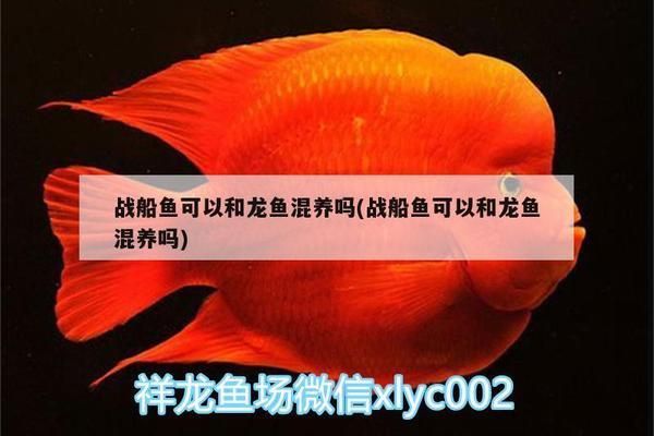 申古三間魚(yú)混養(yǎng)水質(zhì)管理：三間寶石魚(yú)混養(yǎng)的水質(zhì)管理 其他寵物 第5張