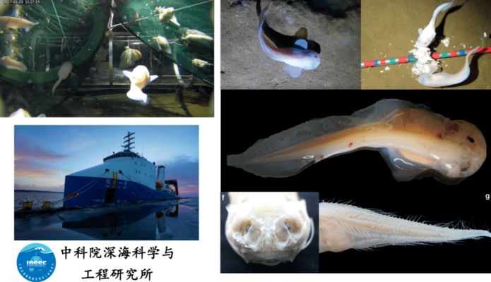 深海魚(yú)類(lèi)的繁殖研究進(jìn)展：深海魚(yú)類(lèi)的繁殖研究 其他寵物 第2張