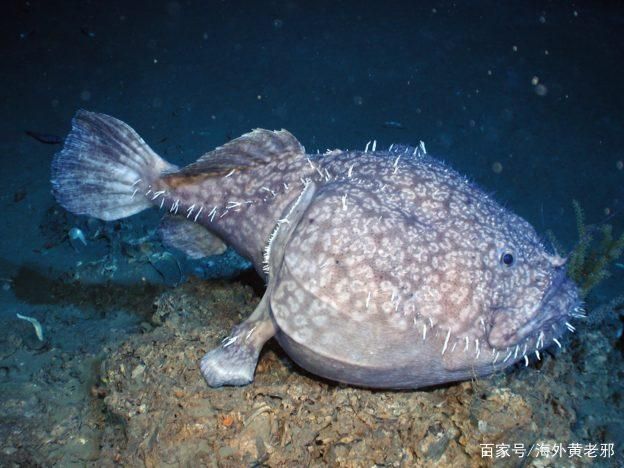 深海魚(yú)類(lèi)的繁殖研究進(jìn)展：深海魚(yú)類(lèi)的繁殖研究 其他寵物 第5張