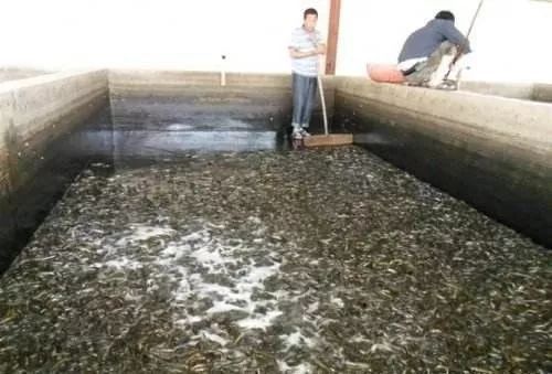 三間鼠魚藥浴的具體操作步驟：三間鼠魚藥浴 其他寵物 第3張