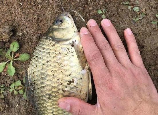 肥水塘釣魚餌料選擇：肥水塘釣魚餌料選擇策略 其他寵物 第2張