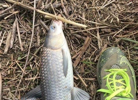 肥水塘釣魚餌料選擇：肥水塘釣魚餌料選擇策略 其他寵物 第3張