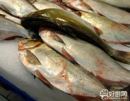 泰龐海鰱魚的脂肪含量是多少：關(guān)于“泰龐海鰱魚的脂肪含量”的查詢 其他寵物 第2張