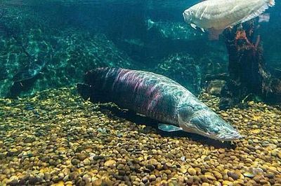 亞馬遜河魚類生態(tài)平衡研究：亞馬遜河生態(tài)系統(tǒng)中的魚類生態(tài)平衡