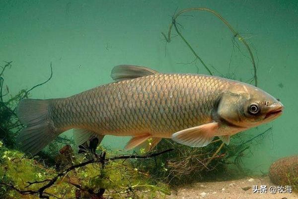 海鰱魚與其他魚類比較：海鰱魚與淡水魚的區(qū)別，海鰱魚的生態(tài)位是什么 其他寵物 第3張