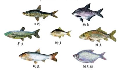 海鰱魚與其他魚類比較：海鰱魚與淡水魚的區(qū)別，海鰱魚的生態(tài)位是什么 其他寵物 第2張