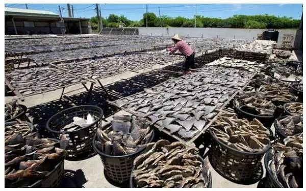 鯊魚鰭貿(mào)易對海洋生態(tài)的影響：鯊魚鰭貿(mào)易對海洋生態(tài)產(chǎn)生了怎樣的影響？ 其他寵物 第5張