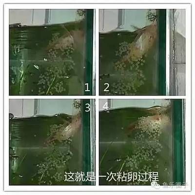 三間鼠魚繁殖缸光照設置：三間鼠魚繁殖缸光照設置應考慮以下幾個要點 其他寵物 第4張