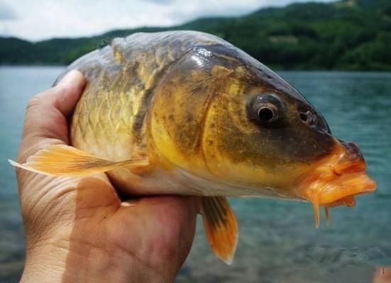 不同季節(jié)魚飼料調(diào)整：不同季節(jié)下魚的飼料調(diào)整方法 其他寵物 第3張