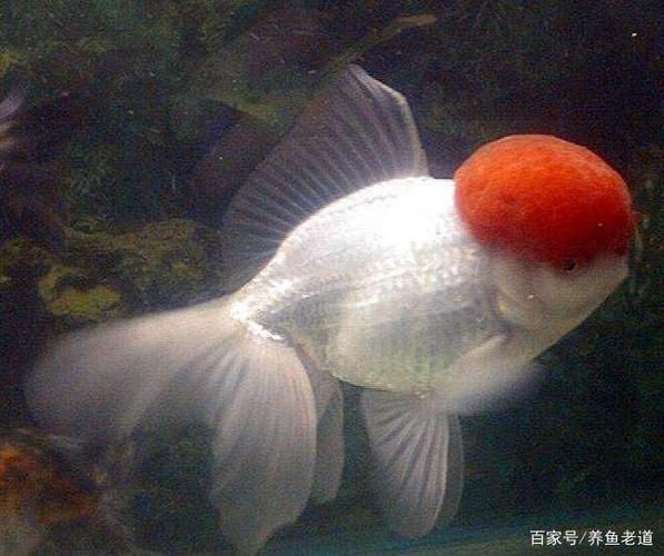 金魚(yú)冬季最佳養(yǎng)殖溫度：金魚(yú)冬季養(yǎng)殖溫度應(yīng)控制在15-20攝氏度之間 其他寵物 第1張