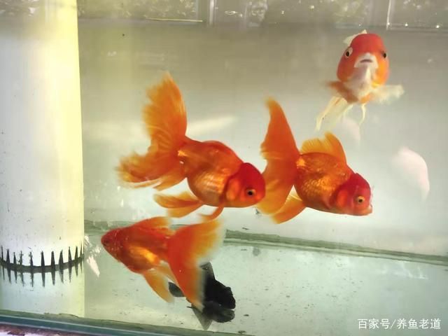 金魚(yú)冬季最佳養(yǎng)殖溫度：金魚(yú)冬季養(yǎng)殖溫度應(yīng)控制在15-20攝氏度之間 其他寵物 第5張