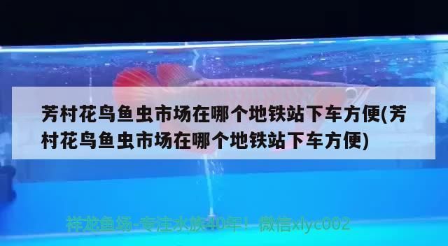 羽毛刀魚苗生長速率影響因素：羽毛刀魚苗的生長速率受到多種因素影響魚苗生長速度 其他寵物 第2張