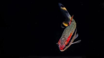 一眉道人魚苗飼料品牌推薦：一眉道人魚苗飼料品牌推薦一眉道人魚苗飼料品牌推薦 其他寵物 第5張