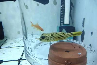 黃鰭鯧魚飼料保存技巧：黃鰭鯧魚的飼料保存技巧 其他寵物 第2張